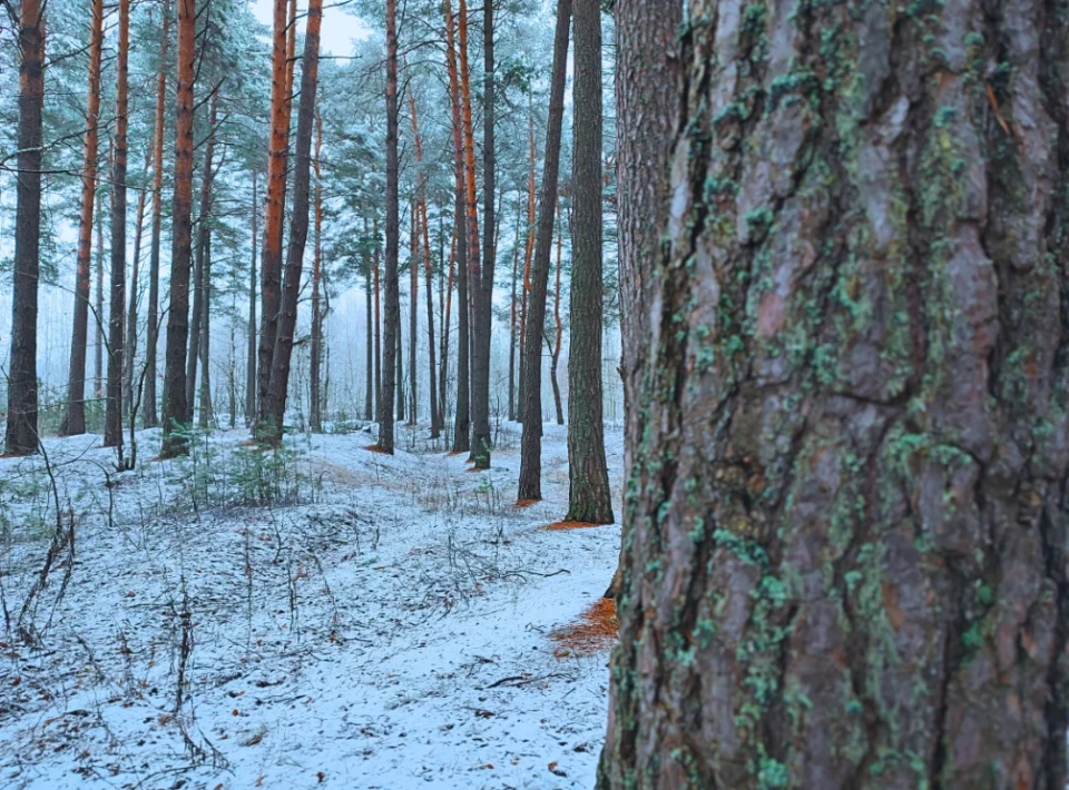 Зловити зиму за хвіст: фоторепортаж із засніженого лісу Славутича фото №7