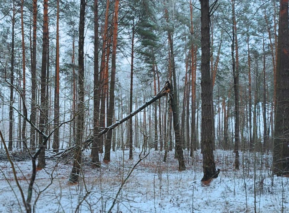 Зловити зиму за хвіст: фоторепортаж із засніженого лісу Славутича фото №8