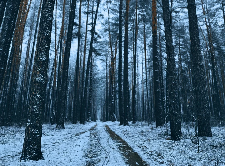 Зловити зиму за хвіст: фоторепортаж із засніженого лісу Славутича фото №9