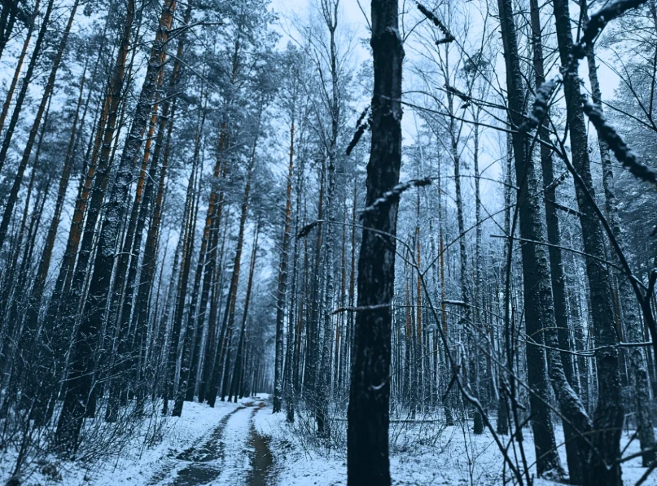 Зловити зиму за хвіст: фоторепортаж із засніженого лісу Славутича фото №10