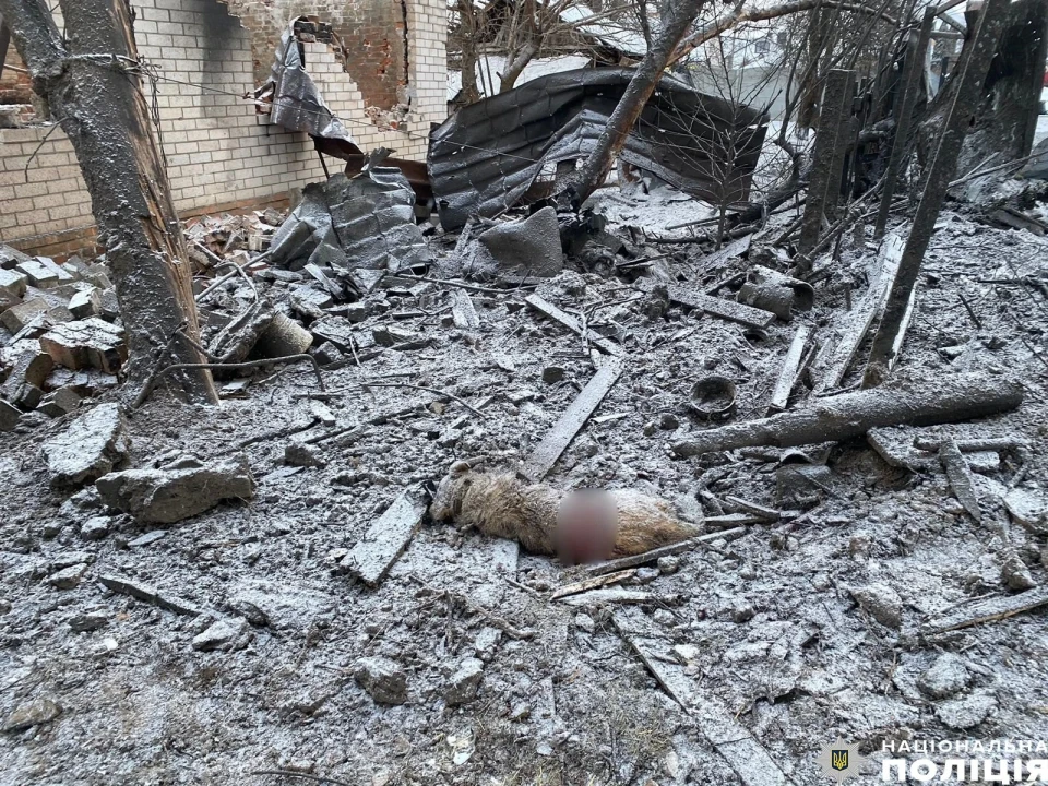 Зруйновані будинки та мертвий пес: Наслідки ворожого обстрілу Чернігова фото №2