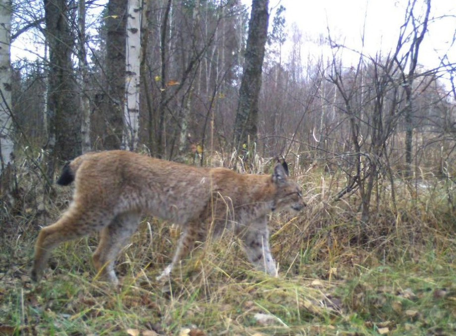 Під прицілом фотопасток: у Чорнобильському заповіднику показали небезпечну мисливицю рись