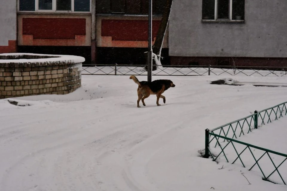 В очікуванні весни: Фото-репортаж «Лютнева зима в Славутичі» фото №3