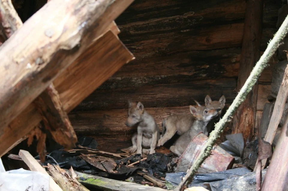 Вовки-мутанти з Чорнобильської зони мають здатність протистояти раку фото №2