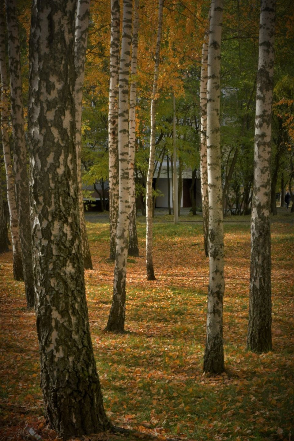 Золота осінь у Славутичі (фоторепортаж) фото №4