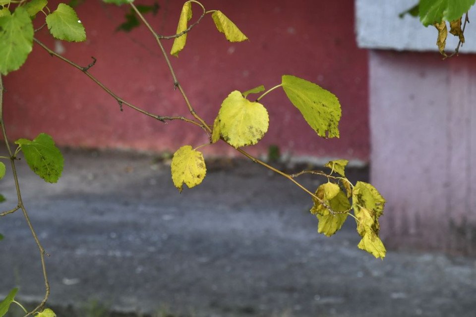 Золота осінь у Славутичі (фоторепортаж) фото №15
