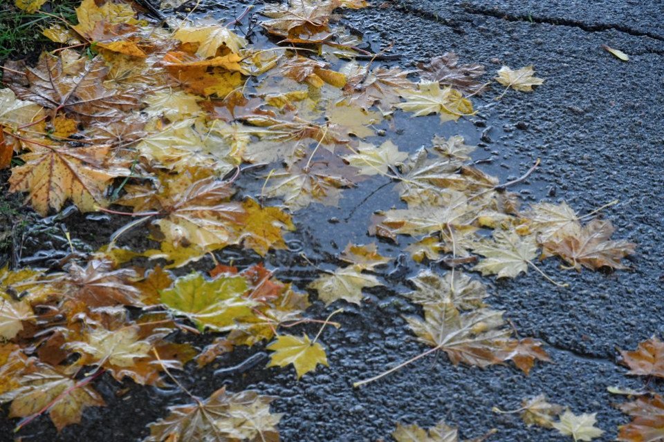 Золота осінь у Славутичі (фоторепортаж) фото №18