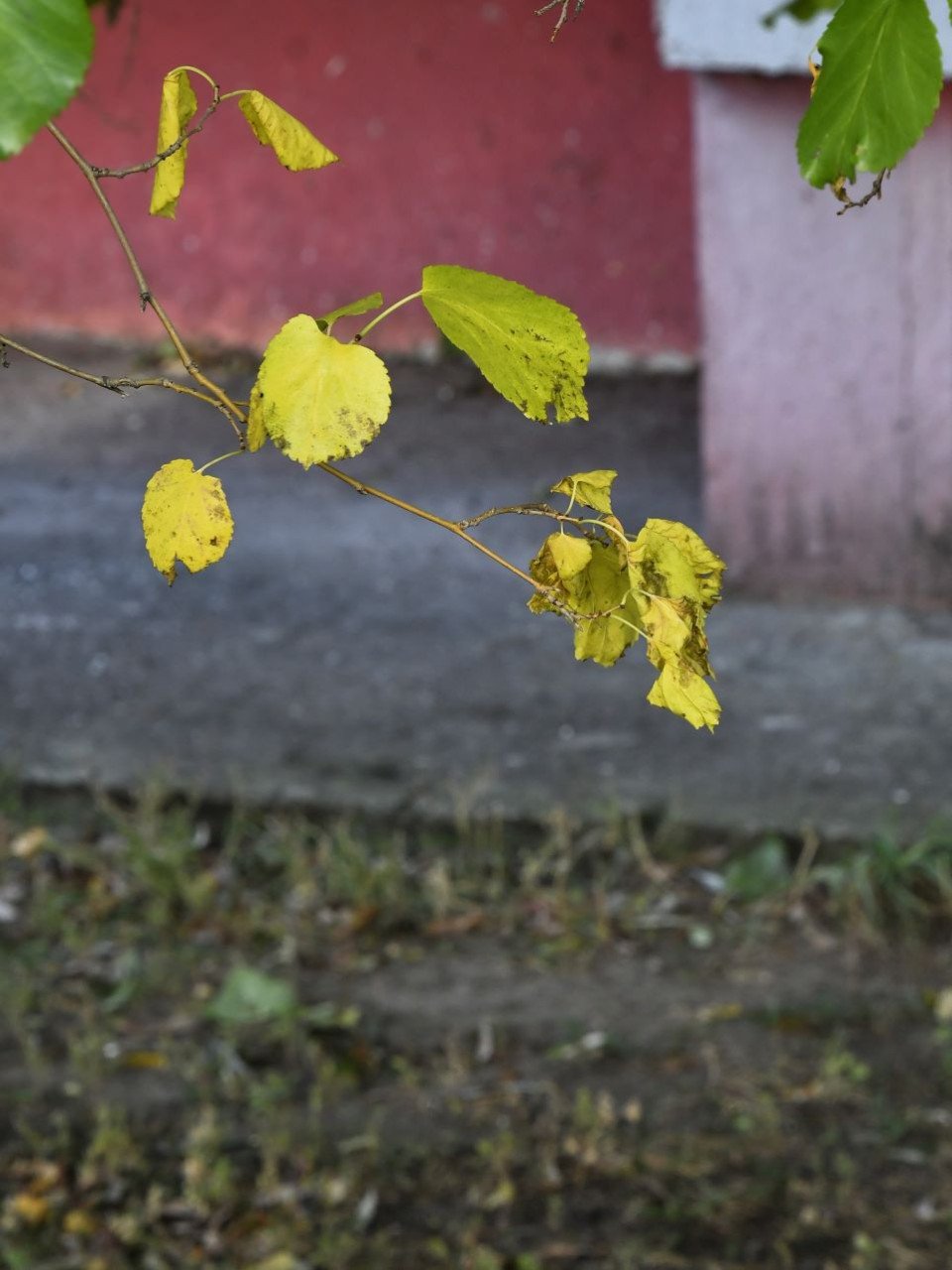 Золота осінь у Славутичі (фоторепортаж) фото №20