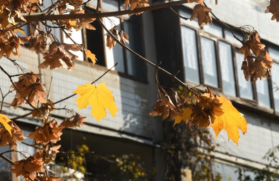 Золота осінь у Славутичі (фоторепортаж) фото №24