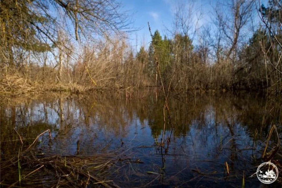 Весняна вода в Чорнобильському радіаційно-екологічному біосферному заповіднику фото №1