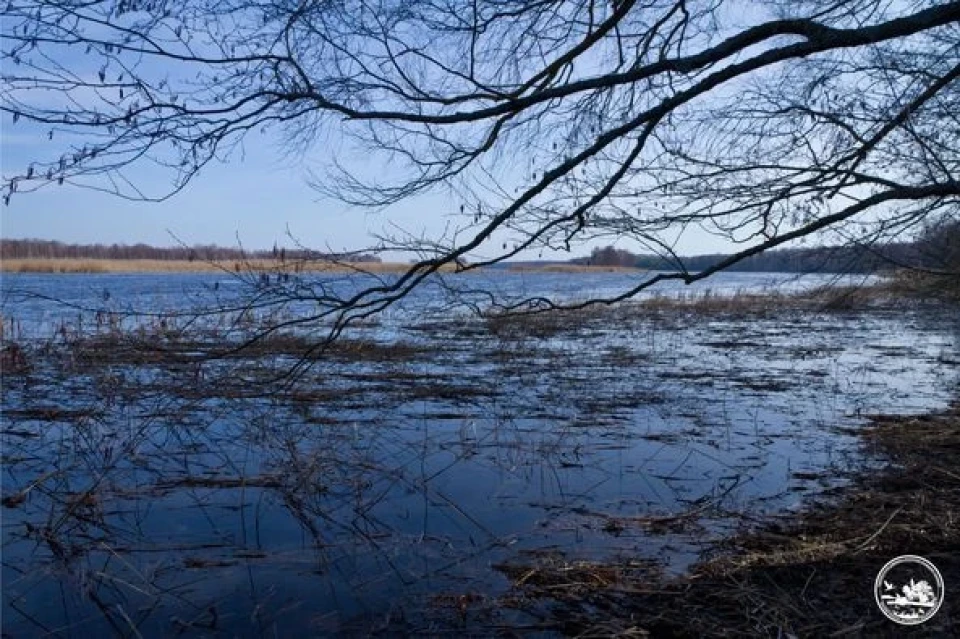 Весняна вода в Чорнобильському радіаційно-екологічному біосферному заповіднику фото №2