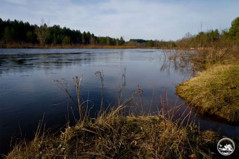 Весняна вода в Чорнобильському радіаційно-екологічному біосферному заповіднику фото №4