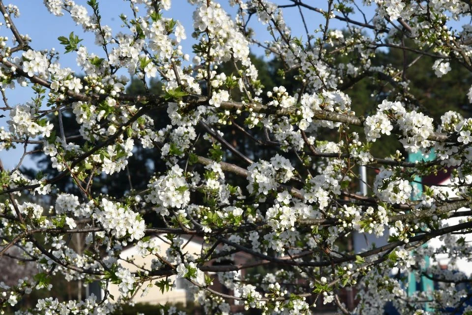 Весняний Славутич: Квітучі крила міста білого янгола фото №1