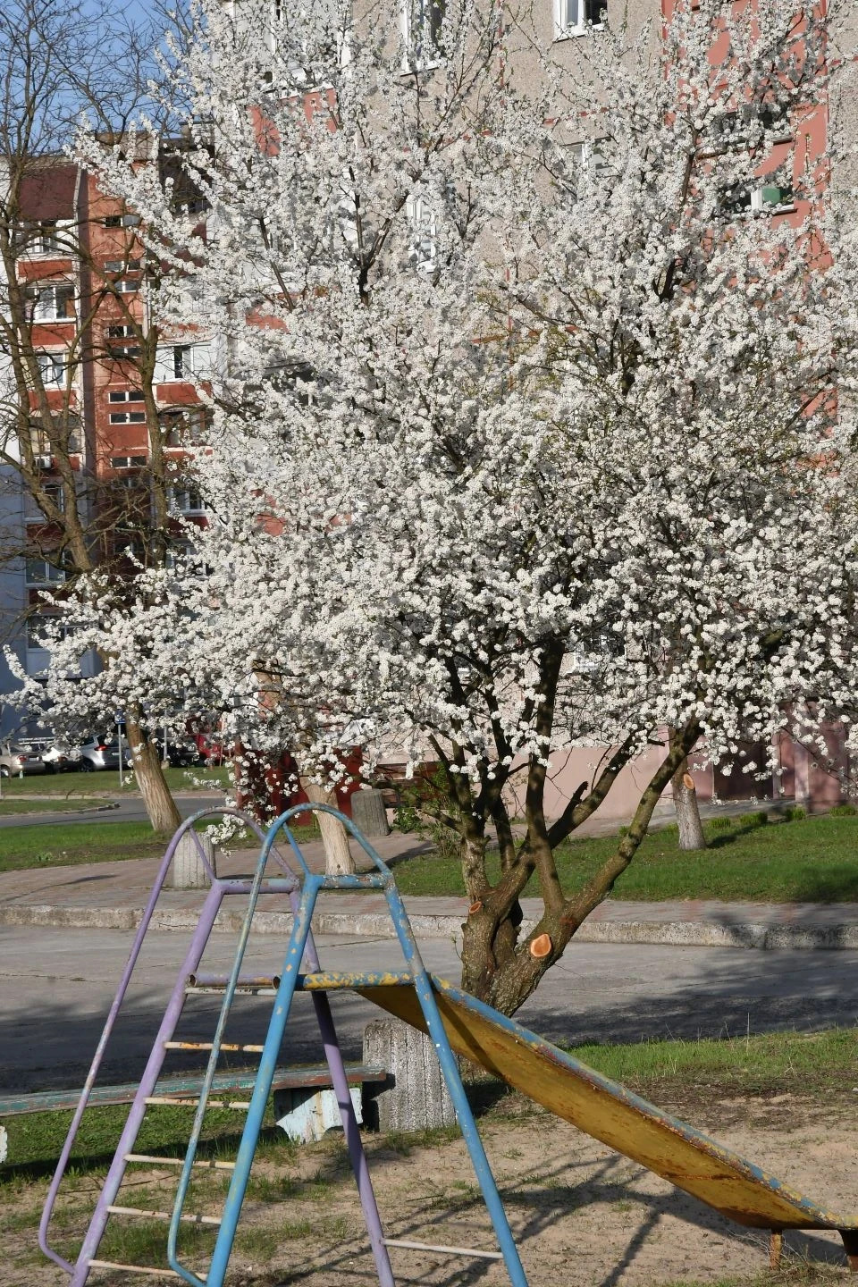 Весняний Славутич: Квітучі крила міста білого янгола фото №2