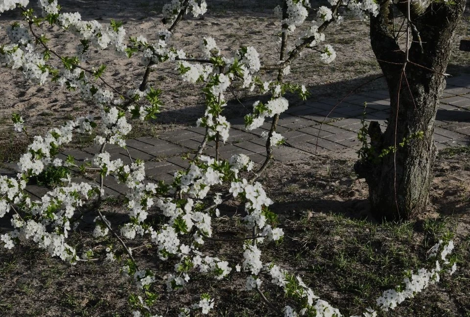 Весняний Славутич: Квітучі крила міста білого янгола фото №3