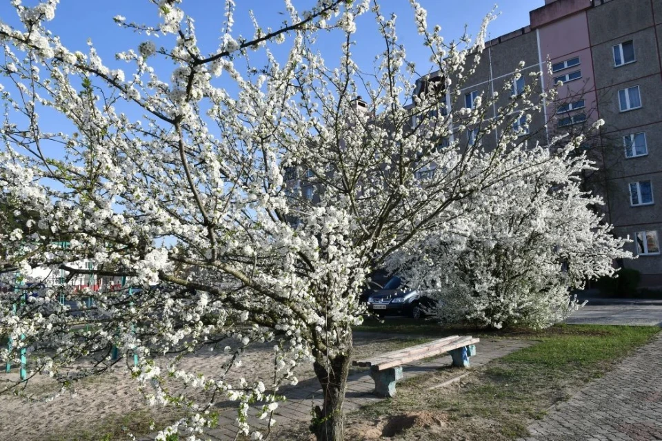 Весняний Славутич: Квітучі крила міста білого янгола фото №4