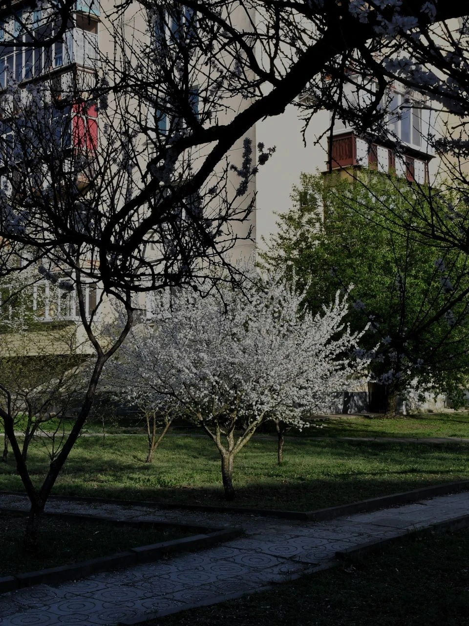 Весняний Славутич: Квітучі крила міста білого янгола фото №12