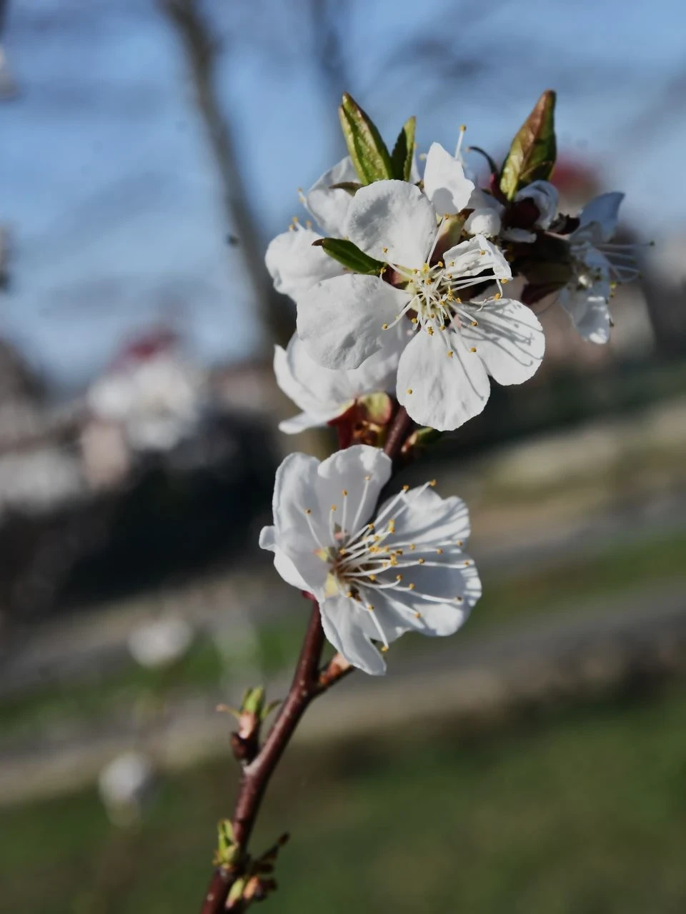 Весняний Славутич: Квітучі крила міста білого янгола фото №13