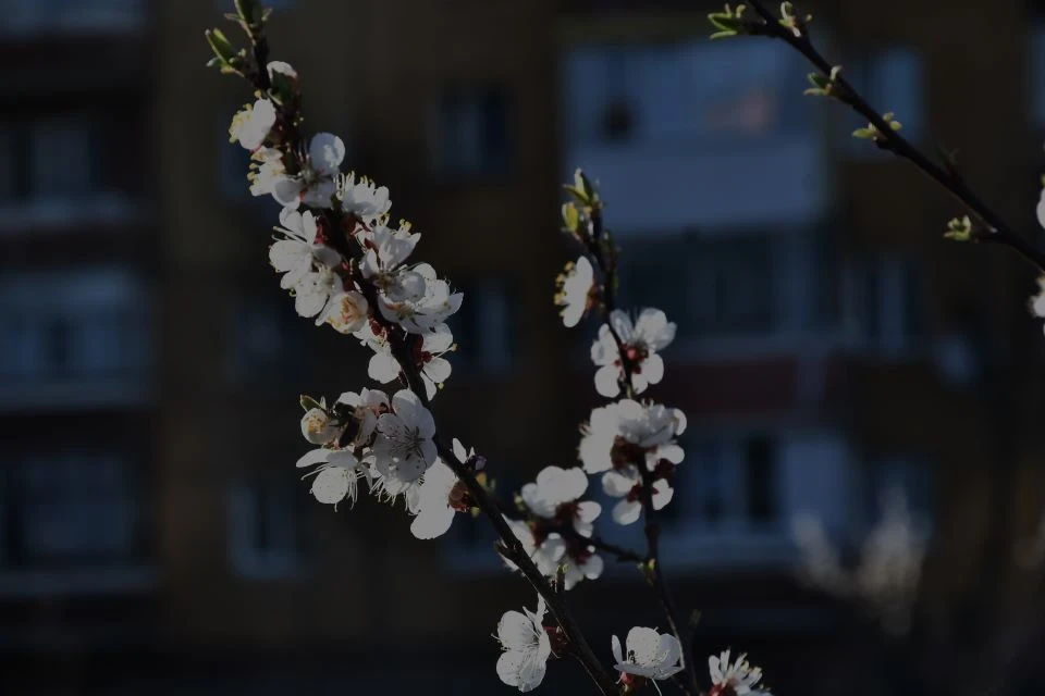 Весняний Славутич: Квітучі крила міста білого янгола фото №14