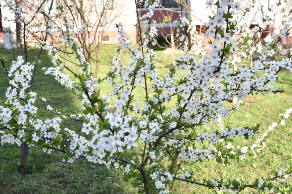 Весняний Славутич: Квітучі крила міста білого янгола фото №15