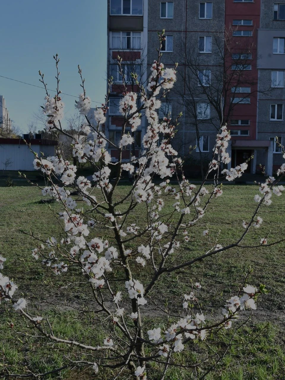 Весняний Славутич: Квітучі крила міста білого янгола фото №16