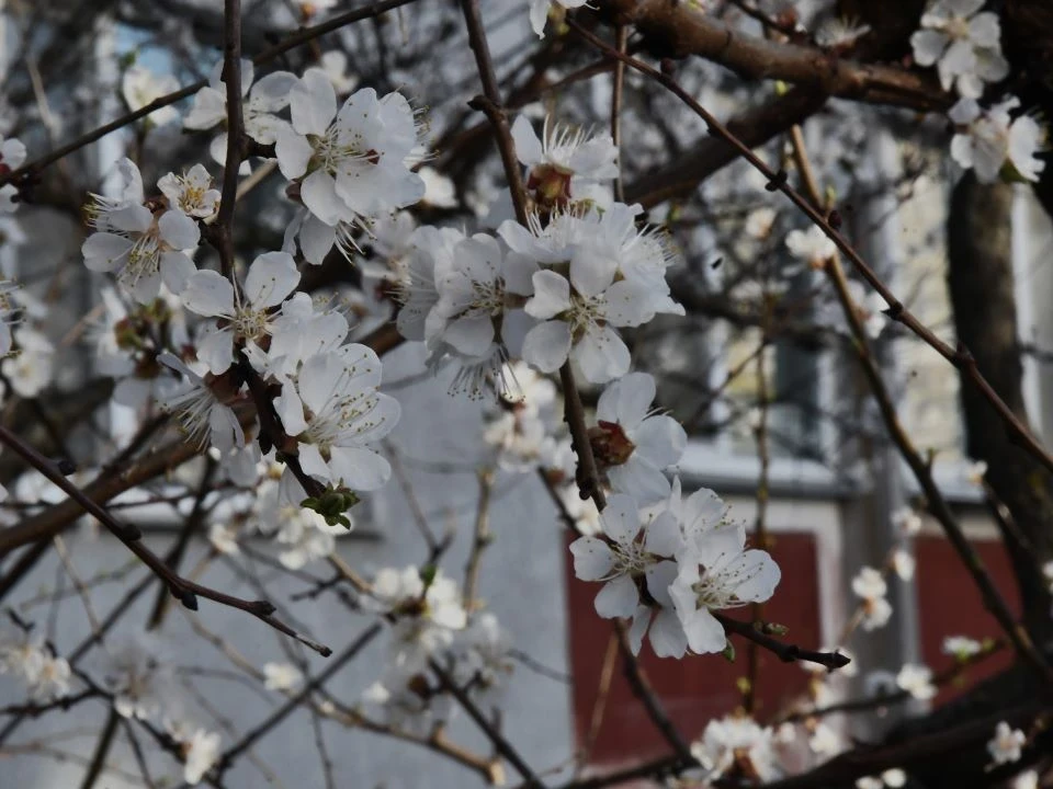 Весняний Славутич: Квітучі крила міста білого янгола фото №17