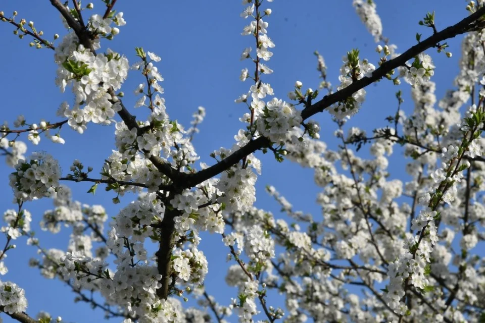 Весняний Славутич: Квітучі крила міста білого янгола фото №18