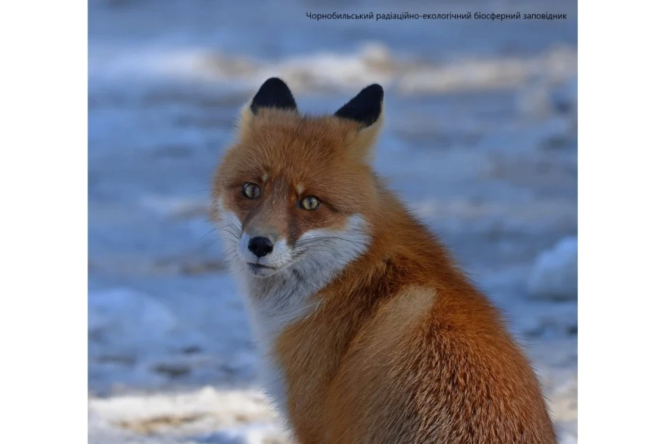 Рудий лис, що полює у Чорнобильському заповіднику потрапив до фотопастки! фото №2