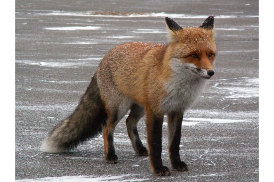 Рудий лис, що полює у Чорнобильському заповіднику потрапив до фотопастки! фото №5