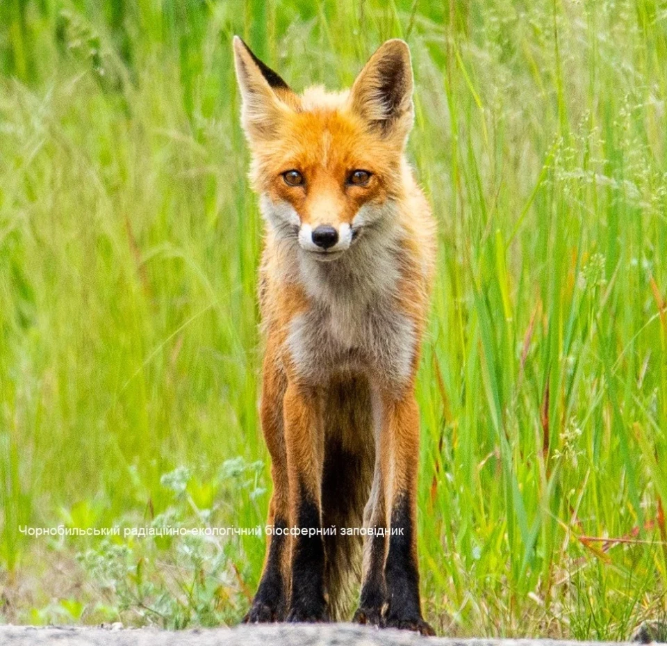 Рудий лис, що полює у Чорнобильському заповіднику потрапив до фотопастки! фото №7