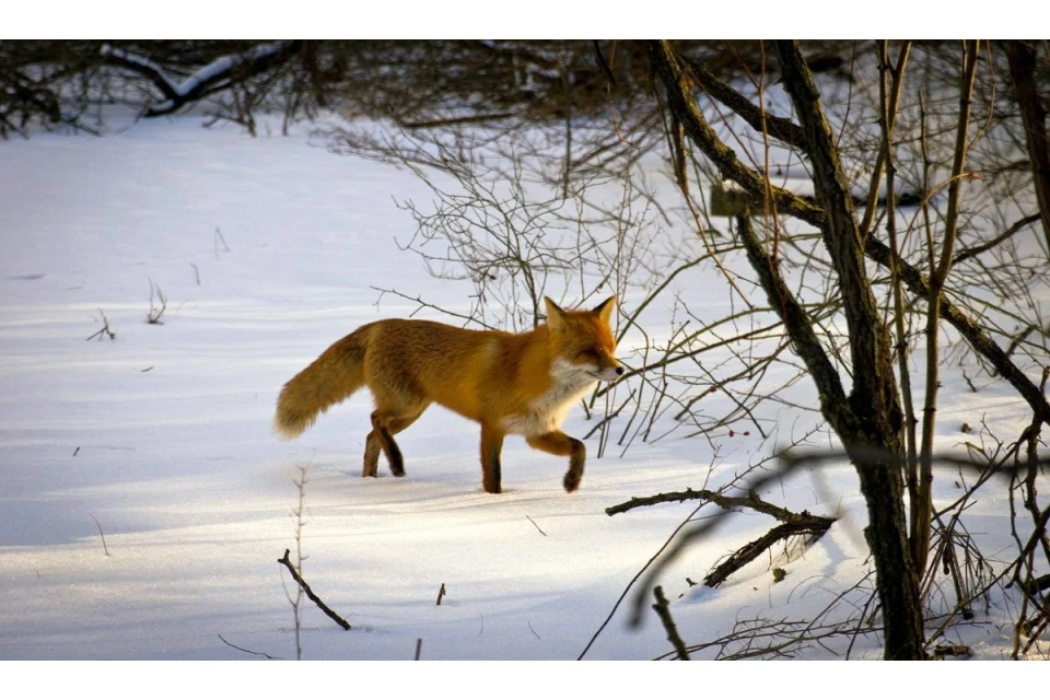 Рудий лис, що полює у Чорнобильському заповіднику потрапив до фотопастки! фото №8