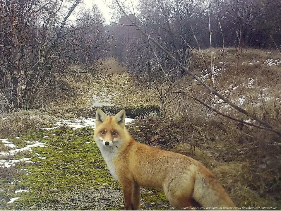 Рудий лис, що полює у Чорнобильському заповіднику потрапив до фотопастки! фото №9