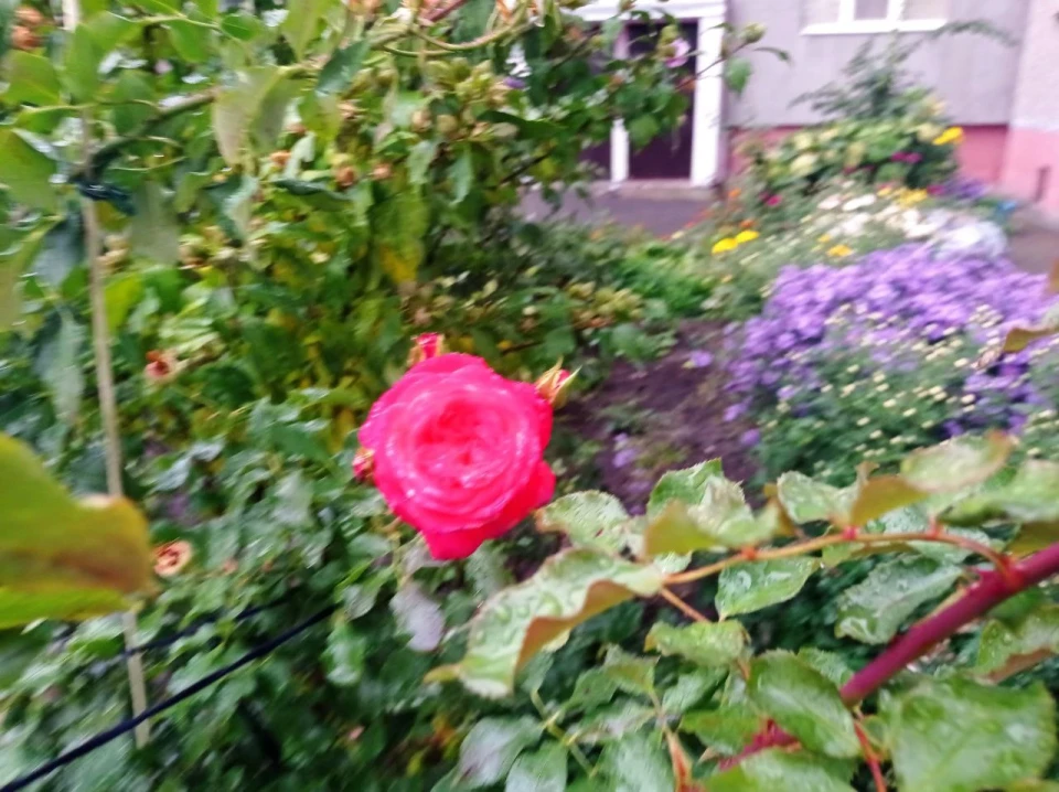 Славутичани створюють красу на своїх подвір’ях фото №8