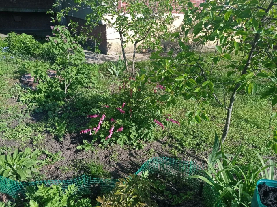 Славутичани створюють красу на своїх подвір’ях фото №23