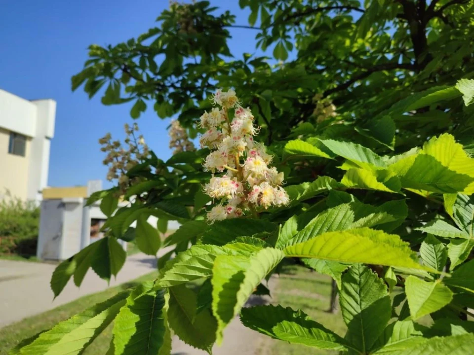 Неймовірна краса: у Славутичі зацвіли своїми барвистими квітами каштани фото №11