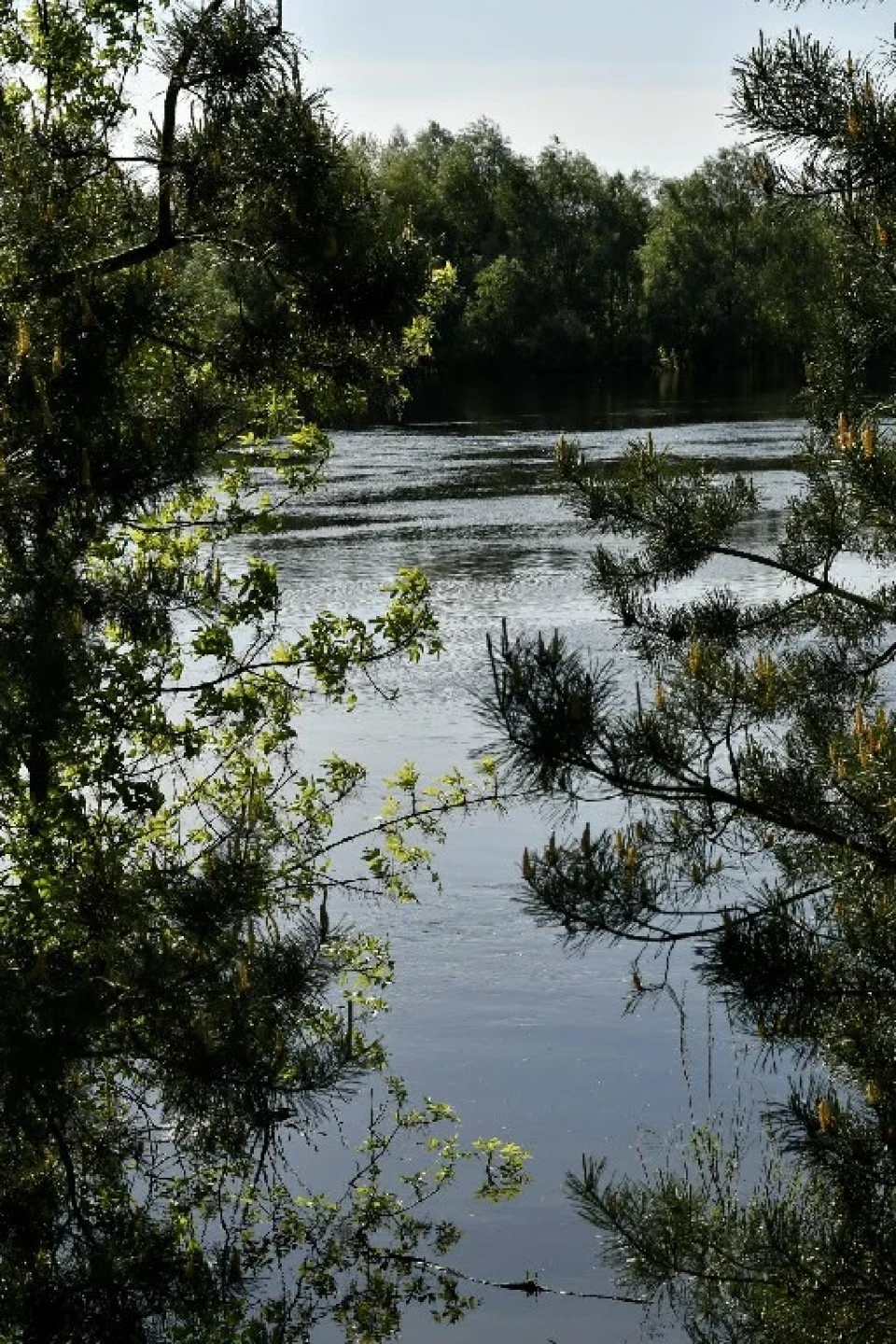 Могутня сила природи: Фоторепортаж водопілля на Дніпрі фото №14