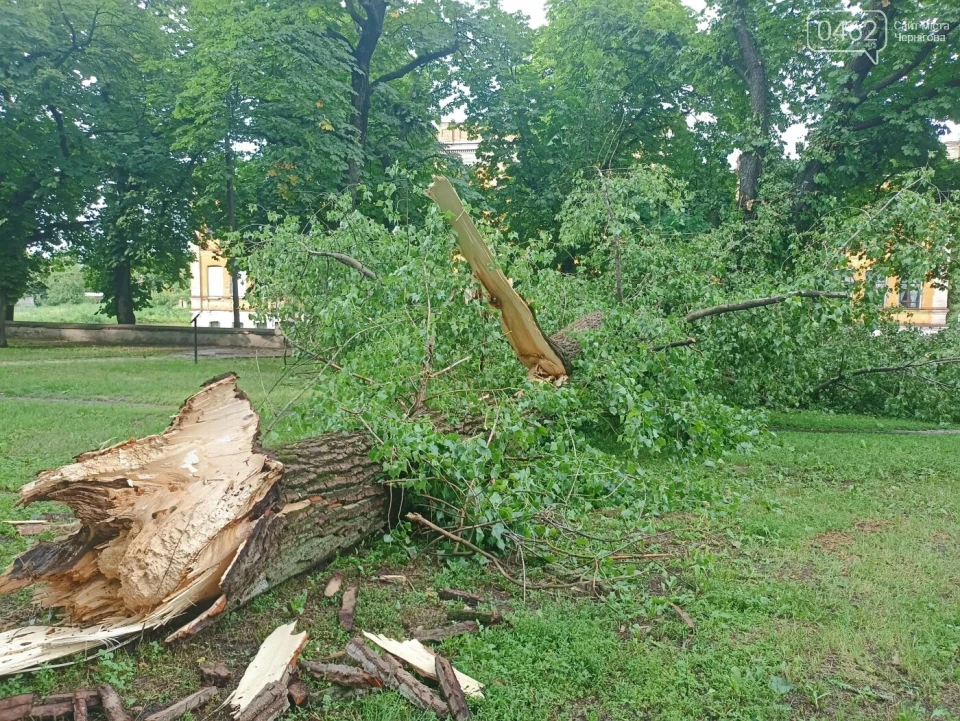 Негода у Чернігові: Дерево розтрощило авто фото №8