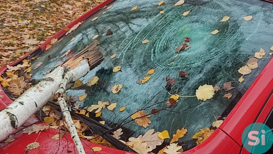 Штормове попередження у Славутичі - дерево впало на авто фото №2