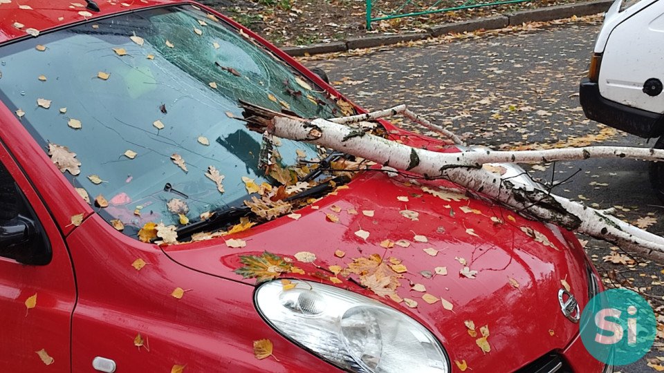 Штормове попередження у Славутичі - дерево впало на авто фото №3