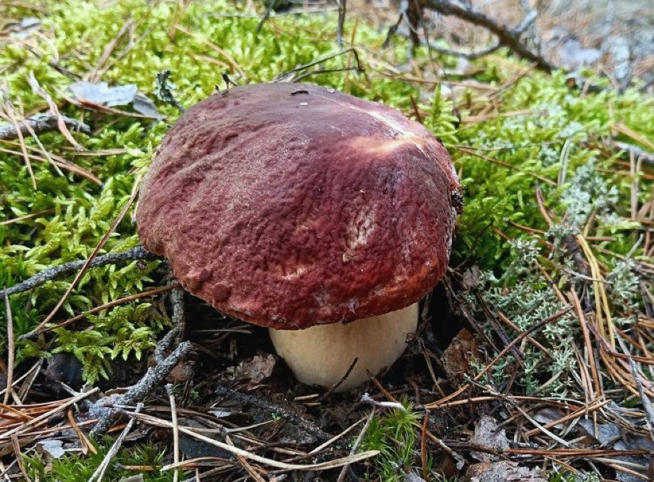 Осінній грибний сезон триває у Чорнобильському заповіднику