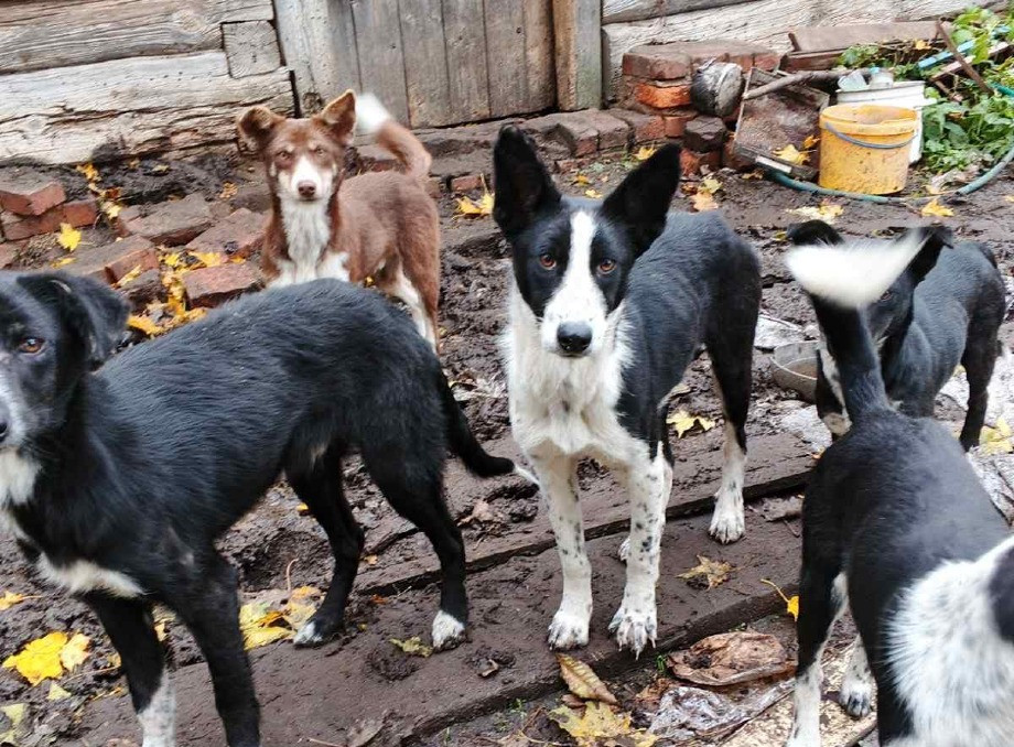 У селі Нові Яриловичі 91-річна жінка доглядає 14 покинутих собак — волонтери просять допомоги
