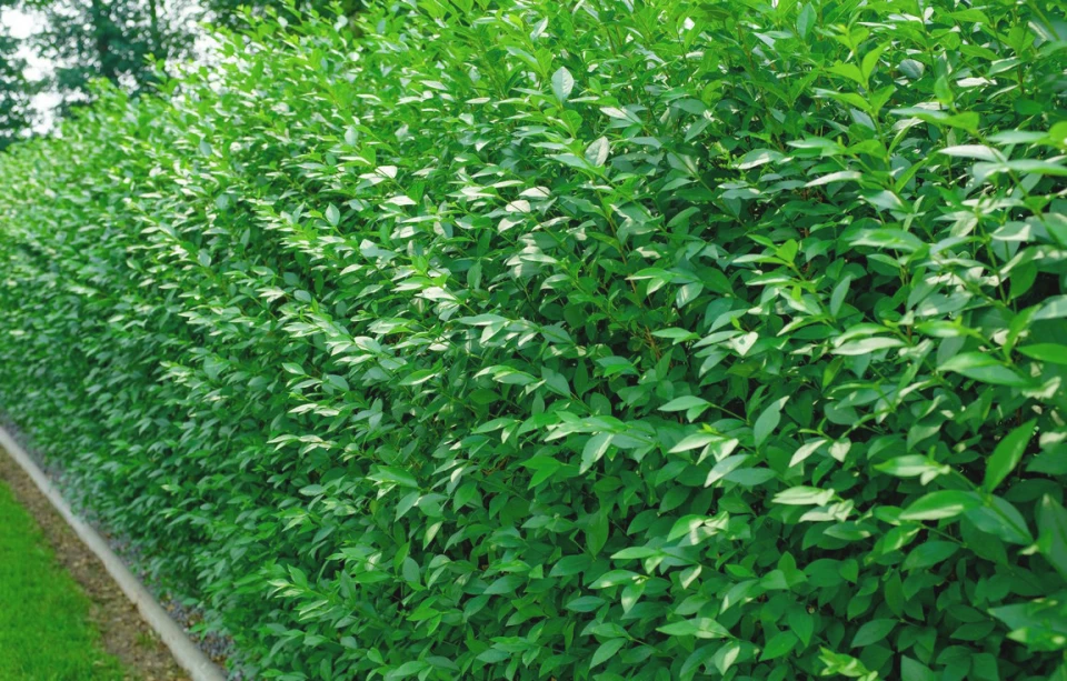 Фото: Розсадник декоративних рослин «Зелена Бухта» - Бирючина звичайна 