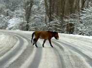 На дорогах Чорнобильського заповідника взимку можна зустріти коней Пржевальського