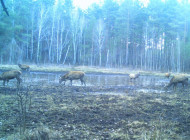 У Чорнобильському заповіднику показали маленьку водойму, біля якої сходяться дикі тварини