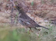У Чорнобильському заповіднику вперше за пів століття помітили рідкісного гірського дрозда