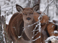 У Чорнобильській зоні помітили особливий період: у заповіднику все частіше фіксують вагітних олениць