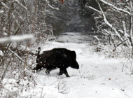 У Чорнобильському заповіднику нагадали правила безпеки під час зустрічі з диким кабаном
