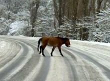 На дорогах Чорнобильського заповідника взимку можна зустріти коней Пржевальського