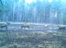 У Чорнобильському заповіднику показали маленьку водойму, біля якої сходяться дикі тварини