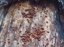 Як зимують сонечка в Чорнобильському заповіднику і чому їм бракує укриттів